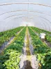 Andra trädgårdstillbehör växthuset som täcker flytande radöverdrag för grönsaker filmskyddande blommor