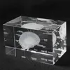 3D Human Anatomical Model Paperweight Laser Etched Brain Crystal Glass Cube Anatomy Mind Neurology Thinking Science Gift 2111011675748