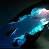 Cordes plongeur et baleine à bosse-grande résine bois Art veilleuse USB LED maison artisanat mignon fée lumières vacances décor lampe