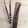 Dekoratif Çiçekler Çelenk 70 adet / 35 cm Korunmuş Taze Lavanta, DIY Eternelle Flore, Düğün Favor Çiçek Yolu Ev Dekor.Preserved Kurutulmuş