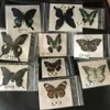 5 stks / partij Natuurlijke echte mooie vlinderspecimens voor hobby's DIY PO Frame of Home Muursticker DIY ECT 210607