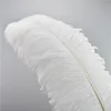 Plume de plumes d'autruche de couleur blanche de haute qualité 16-18 pouces pour la décoration de la maison de table de mariage