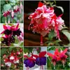 Wholesale Garden Supplies lantern flower seed hanging upside down four seasons potted gardens ornamental plants flower seeds for Patio ZC141