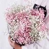 Duża wiązka Baby Oddech Naturalne Suszone Chronione Gypsophila Flower Decor Strona główna bukiet ślubny Walentynki Prezent Craft Paniculata Y0728