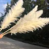 Decorative Flowers & Wreaths 140CM Natural Artificial Cultivation Pampas Grass Large Real Dried Reed Bouquet Decor For Home Wedding Decorati