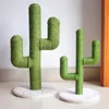 árbol de gato cactus