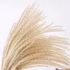 Naturtorkade blommor Bröllop Dekorativa Real Pampas Reed Whisk Grass Artificial Flower Bunch Hem Växt Ornament