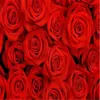 papel de parede 3D stereoscopic large mural of red roses cozy living room TV background wallpaper Seamless theme room