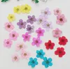 100 pcs fleur de fleur de prune narcisse séchée avec boîte pour la résine époxy fabrication de nail art artisanat accessoires 236g