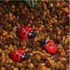 jardin ladybug