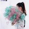 Big Bunch Baby Breath Natural Essiccato Conservato Gypsophila Flower Decor Home Bouquet da sposa San Valentino Regalo Craft Paniculata Y0728