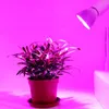 düşük ışık bitkileri