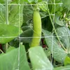 Garden Green Nylon Trellis Netting Mesh Support Climbing Bean Plant Nets Grow Fence Net Thickened Line Decorative Flowers & Wreaths