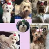 10 teile/los Handgemachte Kleine Hund Haar Bögen Gummiband Katze Haar Clips Boutique Valentinstag Haustier Hund Pflege Zubehör produkt