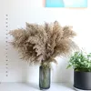 Stems Natural Dried Pampas Grass Flower Tall Large Fluffy for Home Office Wedding Events Decoration Raw Color Plume Flower Bunch Small Real Reed Plant Ornaments