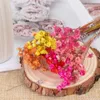 Decorative Flowers & Wreaths 30pcs Mini Daisy Small Star Bouquet Colorful Dried Natural Plants Preserve Floral Home Decoration214n