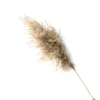 8/10/20 st Real Torkade Pampas Grass Fluffy Wedding Flowers Bouquet Natural Växter för Thanksgiving Day Christmas Home Decor 210317