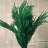 2030cm30g Real Dried Natural Fresh Forever Lycopodium BranchesDecorative Club Moss Bouquetdry bevarad evig gräshus 2201201616