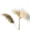 8/10/20 st Real Torkade Pampas Grass Fluffy Wedding Flowers Bouquet Natural Växter för Thanksgiving Day Christmas Home Decor 210317