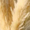 55cm Pampas Grass Decor Large Natural Dried Flowers Bouquet Wedding Vintage Style for Home Valentine's Day Gift 210925