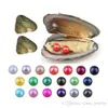 Casca de água doce por atacado 27 cores redonda natural 6-7mm gêmeos pérolas astras decorações de jóias