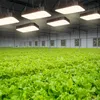 La lumière de croissance à intensité variable 600 W à spectre complet étanche peut couvrir les lumières LED des plantes pour s'adapter aux différentes étapes de croissance des plantes à effet de serre H5114369