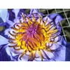 Mavi Lotus Kurutulmuş Bütün Çiçek Nymphaea Caerulea 210317
