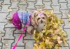 Purple Bubble Cotton Luxury Fur Collar Style Pet Dogs Winter Coat Dogs Clothing Coat For Dogs Winter 211013