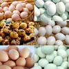 Maszyna do czyszczenia jajek ze stali nierdzewnej Hen 4000 sztuk / H jaja z kurczakami
