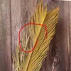 5 шт. Высушенные натуральные Цветы Саго Cycas Филиал, Fruticose Dracaena Сухой Пальма Вентилятор Листья, Вечеринка Стена Висит на стену, Свадебное украшение 211120