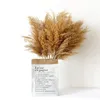 Pampas Grass Thinker Plume Flower Bunch Small Pampas Grass Wedding Decor Home Decor Real Pampas Grass Reed Natural Plant Ornaments 544 V2