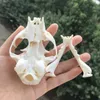 1pcs Taxidermy real animal Skull specimen Collectibles Study 210607