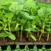 8 stks 200 cel planten zaadstarter trays kieming zaailing tuin landbouw planters potten