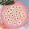 100pcs margherita bianca fiori secchi fiore pressato naturale per resina cassa del telefono cellulare ciondolo braccialetto gioielli decorazione materiale 210317