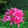 100pcs lycoris seeds庭の花の品種完全花の植物高品質の美化と空気浄化221S