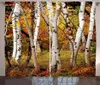 Rideaux décoratifs d'automne, bouleaux blancs avec feuilles d'automne, croissance, écologie sauvage, vue calme, fenêtre de salon