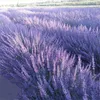 100g naturliga torkade lavendelblommor buntar knoppar nybröllop dekoration bukett aromaterapi 210706