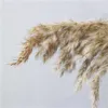 Real Dried Flowers Pampas Grass Large Decor Natural Plants Wedding Flowers Bouquet With Plastic Vase For Home Decor Good Quality 210925