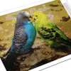 Evershine Full Square Painting Parrot Mozaïek Diamant Borduurwerk Kruissteek Dieren Vogel Woondecoratie Nieuwjaar Gift