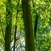 Пользовательские любые размерные обои рояльники 3d природа ландшафт зеленый лес солнце фото стены бумаги живущая комната фон настенные покрытия