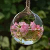 Kulka Kula Kształt Wyczyść Wiszące Szkło Wazon Kwiat Rośliny Terrarium Container Micro Krajobraz DIY Wedding Home Decoration Wases