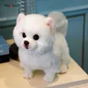 Pomeranian brinquedo de pelúcia boneca simulação animal de pelúcia super realista para animais de estimação kawaii presentes de aniversário para crianças 2107285865295