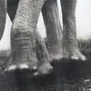 Zasłony prysznicowe Happy Tree Fabric Poliester Zwierzę słonia zagęszcza zasłonę wodoodporna łazienka afrykańska duża wanna