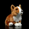 welsh corgi