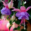 Оптом садовые принадлежности фонарь цветок семян висит вверх ногами четыре сезоны горшечные сады декоративные растения семена цветов для патио zc141