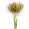 Reed Pampas Spighe di grano Coda di coniglio Erba Fiori secchi naturali Bouquet Decorazione di nozze Fieno per la casa bohémien del partito 20220110 Q2