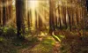 Custom Sunny forest scenery wallpaper stickers for walls bedroom wallpapers home decor living room papel de parede 3 d HD TV backdrop