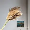 45 cm / 10 STÜCKE, Natürliche Pampas Gras Getrocknete Blumen Zweig, Eternell Real Getrocknete Reed Anzeigen Blumen für Hochzeit Dekoration 681 S2