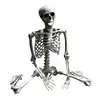 full-size skeletten