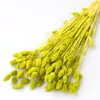 80pcs fleur de Phalaris séchée préservée blanc rose vert-jaune fleur séchée plante naturelle décor de mariage décor à la maison herbe séchée 212943